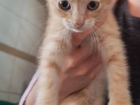 Rotes Katzenbaby Männchen