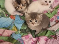 BKH Kitten in verschiedenen Farben