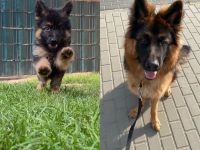 Deutscher Schäferhund (1 Jahr) mit Rasse-Echtheitszertifikat und Ahnentafel sucht neues Zuhause