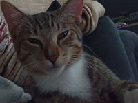 Verschmuster junger Kater in liebevolle Hände abzugeben