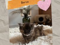 Sensationelle Maine Coon Kätzchen suchen Lebens-Bühne!