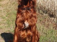 Irish Red Setter Deckrüde