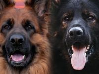 Altdeutsche Schäferhunde vom Hofe-Sankt-Katharina