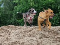 2 Aussiedor Mix Welpen suchen ab sofort ein zuhause