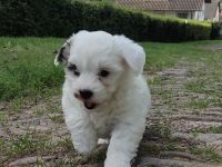 Malteser/Shih Tzu Welpen