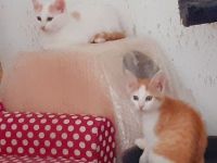 Mai - Kitten vom Tierschutz suchen ein zu hause