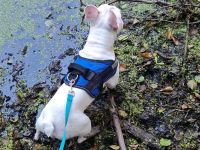 Französische Bulldogge