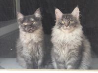 Maine Coon Kater zu verkaufen