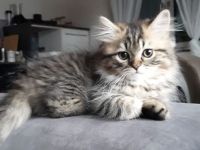 Süße veeschmuste Perser Katzenbabies!