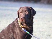 Labrador Deckrüde braun - 2 x Champion - 6 x V1