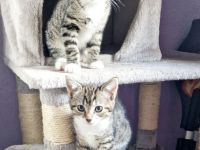 3 süße Kätzchen  suchen noch