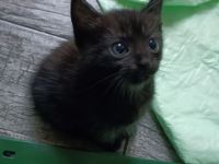 Süße Kitten suchen ein Zuhause