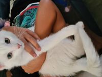 Babykätzchen 14+4 Wochen alt