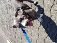 American Bully Blueliner Welpe