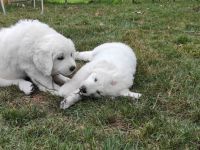 Podhalaner Herdenschutzhund
