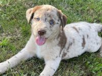 Labrador Australian Shepherd Welpen Aussiedor