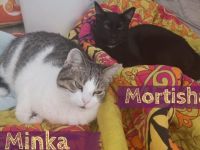 Schenkst du Minka & Mortisha ein Zuhause?