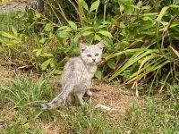 Kurzhaar Katzen und Lang/Kurzhaar Mix Katzen abzugeben