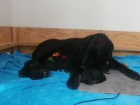 Welpen Curly Coated Retriever-lockig