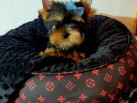 Yorkshire Terrier
