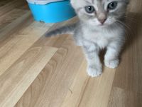 Katzenbabys. BKH