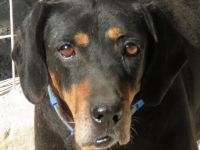 Rover, männlicher Hound-Mix