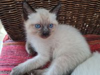 Siam Kitten