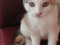 Kätzchen Katze sucht Zuhause