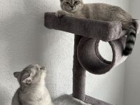 Britische Kurzhaar Kitten, BKH