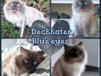Deckkater Ragdoll