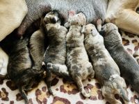 Deutsche Dogge Welpen in Sonderfarben