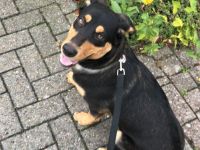Balou 5 Jähriger Mischlingshund