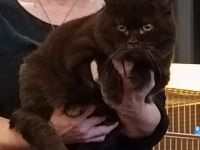 Deckkater (Nicht zum Verkauf)