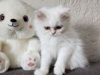 3 hübsche Perserkater abzugeben