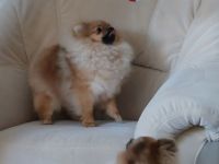 Pomeranian Zwergspitz Welpe Rüde