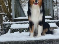 Deckrüde Australian Shepherd red factored