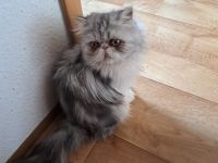 Perserkater - Perser - Perserkatze männlich