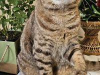 BKH Chocolate tabby Katze mit Stammbaum
