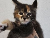 Maine coon Reinrassig