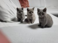 4 Süsse BKH Kitten