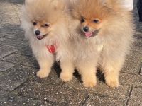 Pomeranian Zwergspitz mit Ahnentafel