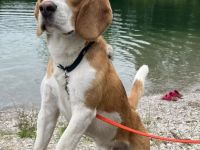 Deckrüde Beagle *harepied*