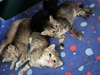 BKH Babykatzen zu verkaufen