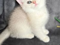Reinrassige BKH kitten