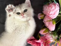 Reinrassige BKH kitten