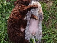 Lagotto Romagnolo