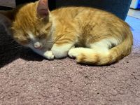 Süsse Katzenbabys abzugeben