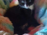 Katzenkinder aus privatem Tierschutz