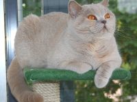 zwingervomaalemannufer