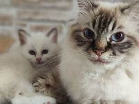 Heilige Birma edelmix Neva Masquarade Kitten